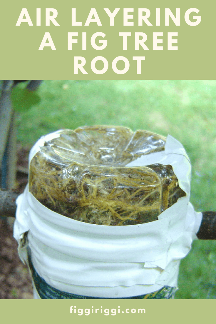 air layering a fig tree root