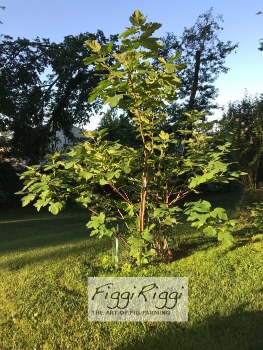 Fig tree on a mid-Summer morning