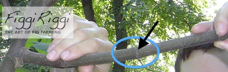 Black arrow points to where roots will grow from branch