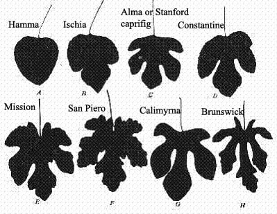 Fig leaf identity