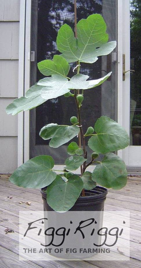 Potted Fig Tree