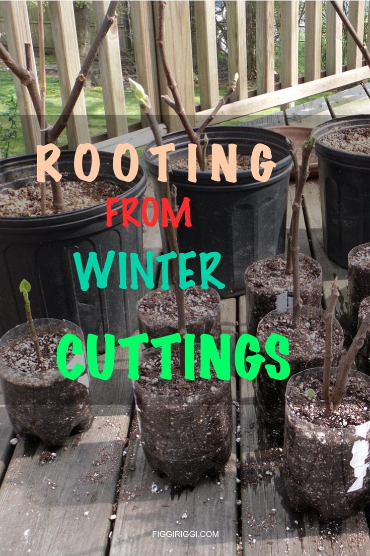 rooting