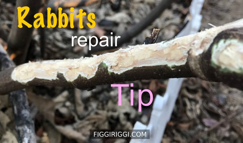 rabbit repair tip