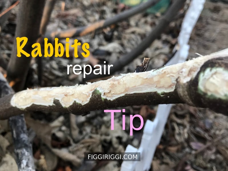 Rabbits repair tip
