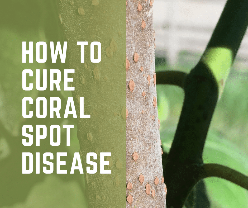 How to cure coral spot disease