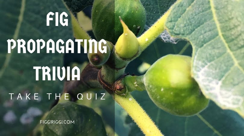 A photo of figs and propagating trivia quiz title
