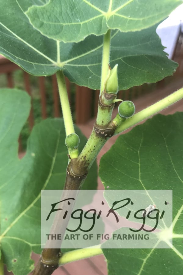 a photo of figs on a potted fig tree