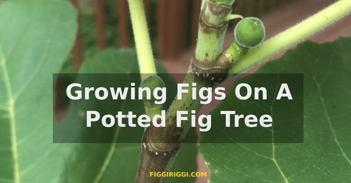 a featured image of growing figs on a potted fig tree